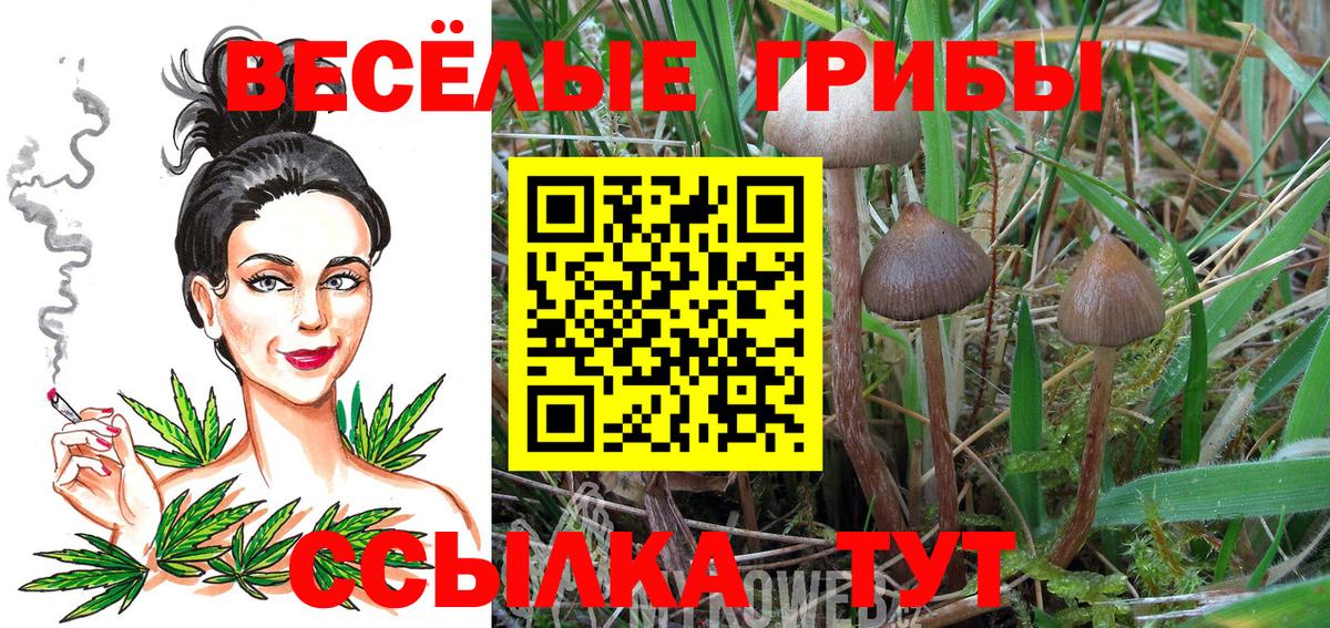Галлюциногенные грибы GOLDEN TEACHER  Вход с VPN  магазин продажи наркотиков  Псилоцибиновые грибы Psilocybine cubensis  Кизилюрт 